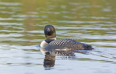 Common loon in sagnaga lake in quetico provincial park