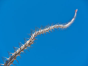 Low angle view of plant against blue sky