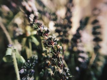 Close-up of insect on plant