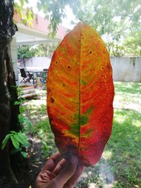 Close-up of hand holding autumn leaves