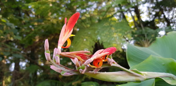 Close-up of day lily blooming outdoors