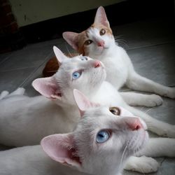 Close up of cats looking up