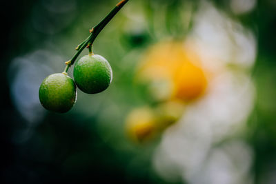 Close-up of limes hanging on branch