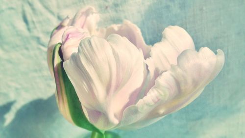 Close-up of pink flowers