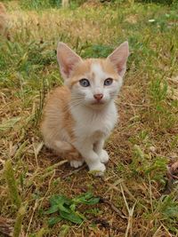 Portrait of cat on field