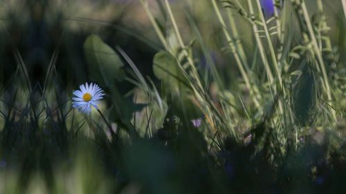 Close-up of flowers blooming outdoors