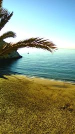 Palm tree on beach against clear sky