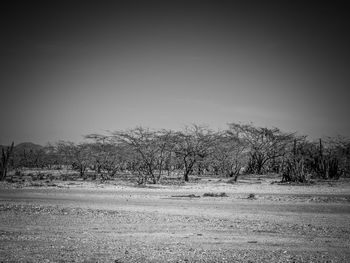 Bare trees on field against clear sky
