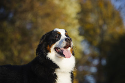 Close-up of dog standing on field during sunny day