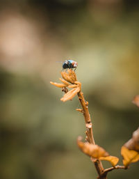Close-up of insect on plant