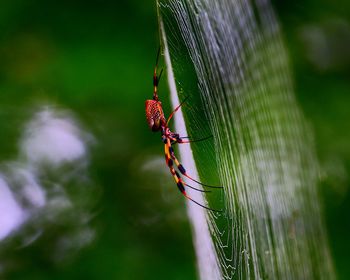 Close-up of spider on web