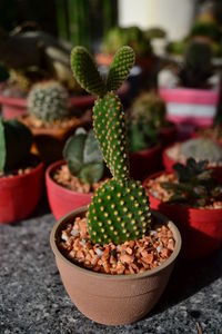 Close-up of cactus growing on potted plant