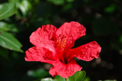 Close-up of red hibiscus blooming outdoors