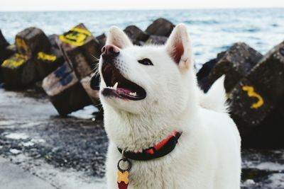 Dog at beach