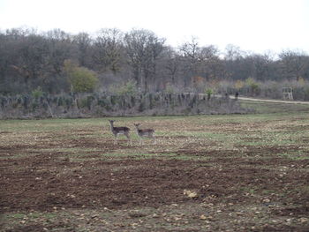 Sheep grazing on field