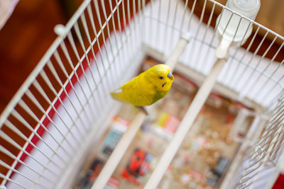 Close-up of parrot perching in cage