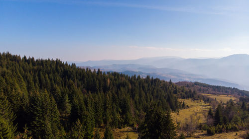 Scenic view of pine trees against sky