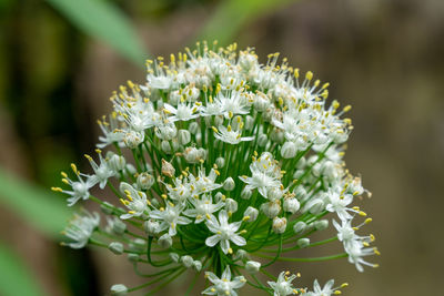 Close-up of white flowering plant