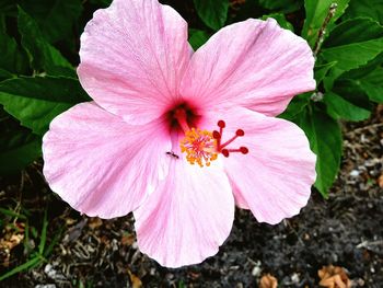 Close-up of pink flower