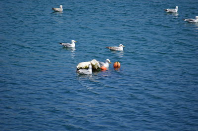 High angle view of seagulls in sea