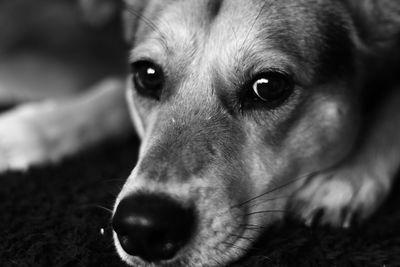 Close-up portrait of dog