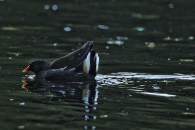 Side view of a duck swimming in lake