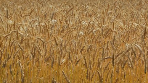 Full frame shot of wheat field