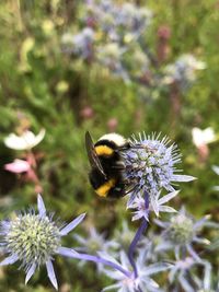 Close-up of bee pollinating on purple flower