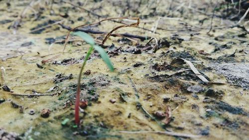 Close-up of leaf