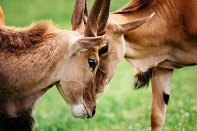 Oryxes fighting on green land