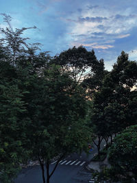 Low angle view of trees against sky