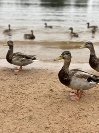 Seagulls on beach