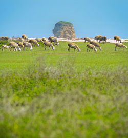 Horses in a field