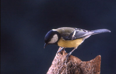 Close-up of great tit perching on wood