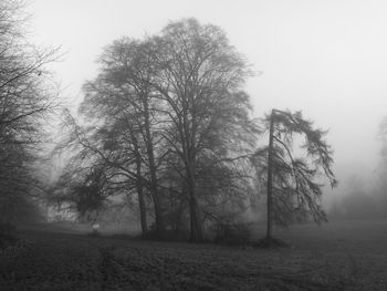 Trees in forest against sky