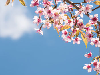 Low angle view of magnolia tree against sky