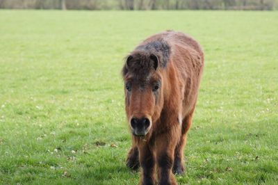 Horse on field