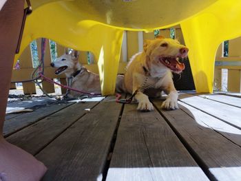 Dog looking away while sitting on wooden table