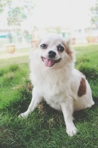 Dog standing on grassy field