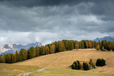 Scenic view of pine trees on field against sky