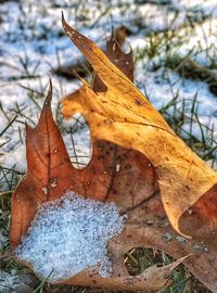 Close-up of bare tree