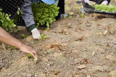 Farmers planting saplings at farm