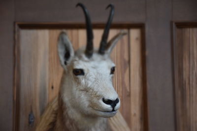 Close-up of stuffed deer on wooden wall