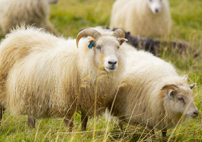 Sheep on field