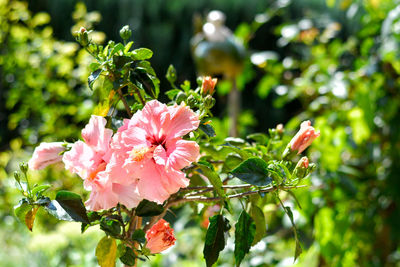 Close-up of pink flowering plant