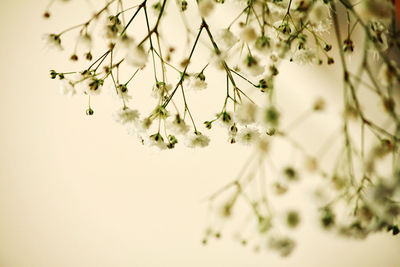 Close-up of flowering plant against sky