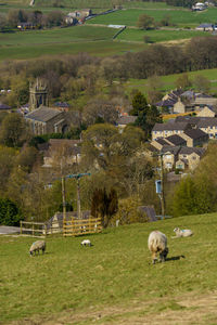 Sheep in a field