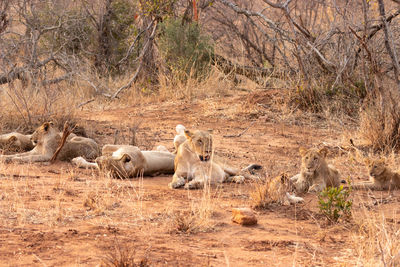 Pride of lions in makalali private game reserve