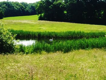 Scenic view of grassy field