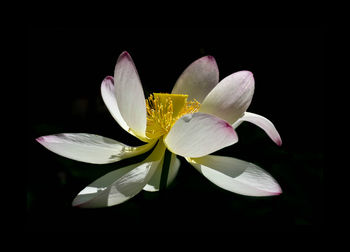 Close-up of orchids against black background